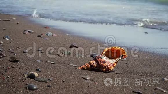 沙子上的大贝壳视频
