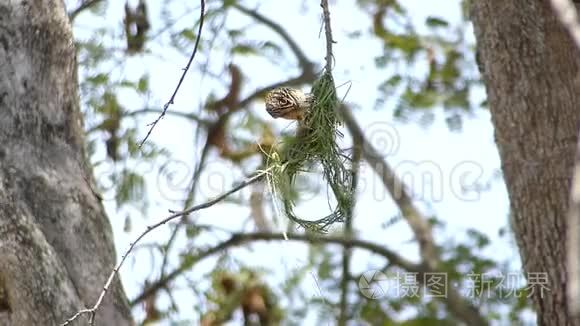 织女鸟正在大树上用绿叶编织巢视频