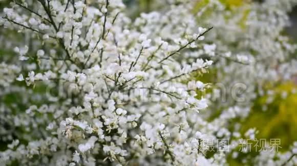 春天里美丽的白色花朵紧紧地视频