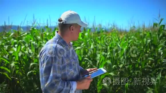 男性农民，使用数字平板电脑，玉米田间技术，有机玉米植株质量检测