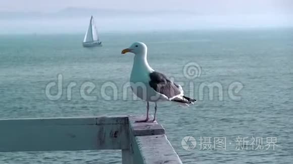 三藩湾海鸥海水边缘海鸥特写镜头