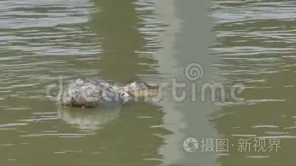 鳄鱼在池塘里游泳。