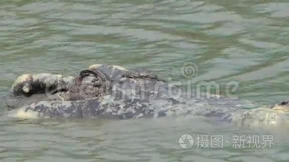 鳄鱼在池塘里游泳。