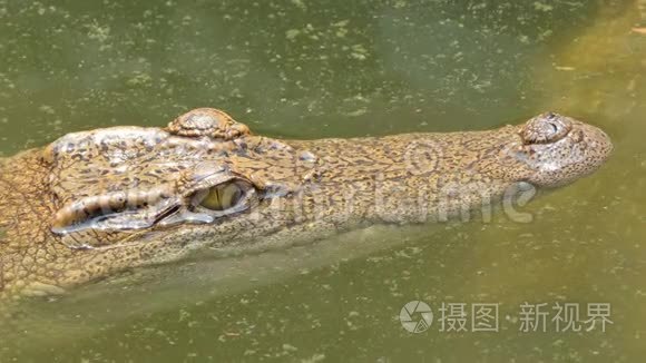 鳄鱼在池塘里游泳。