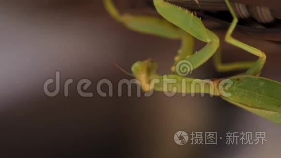 绿色的螳螂慢慢地爬在木板床上视频
