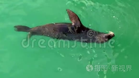 海狮漂浮在水中.. 海狮正在水中戏耍着绿水