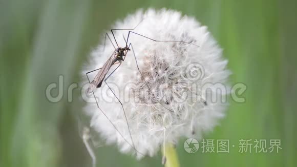 鹤飞蒲公英近景视频