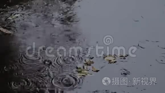 雨滴在水坑里荡漾。 水中的叶子