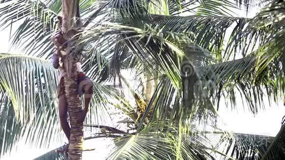 太阳灯工人切割椰子树叶子视频