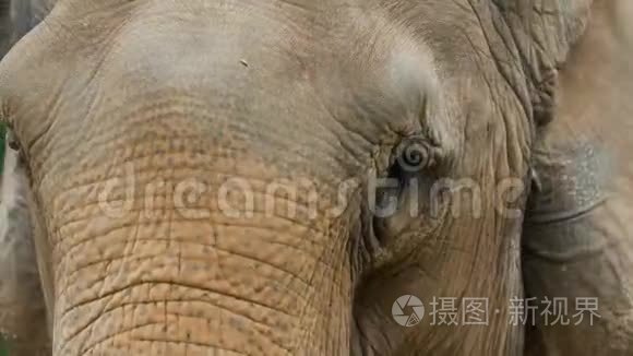 亚洲大象视频