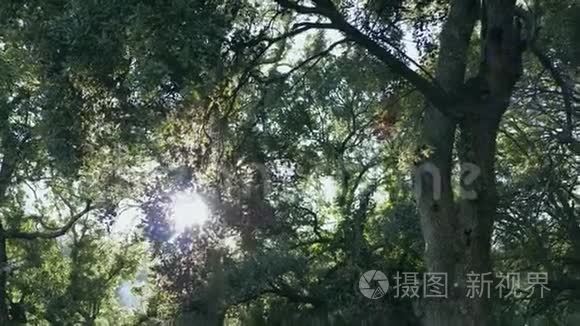丛林植物之间美丽的阳光视频