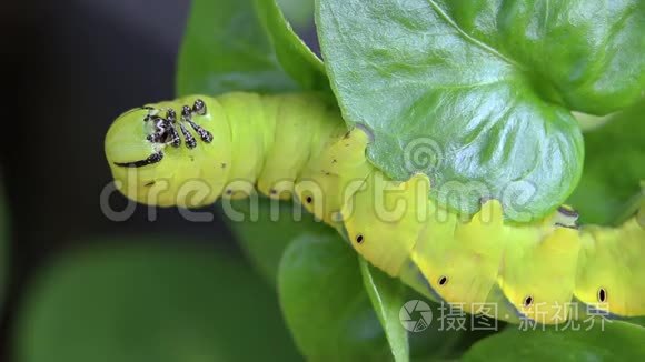 蝴蝶幼虫毛毛虫是破坏性害虫的菜园.短视频