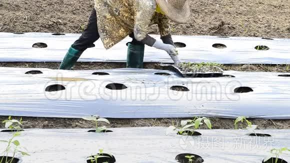 在农村农场种植黄瓜视频