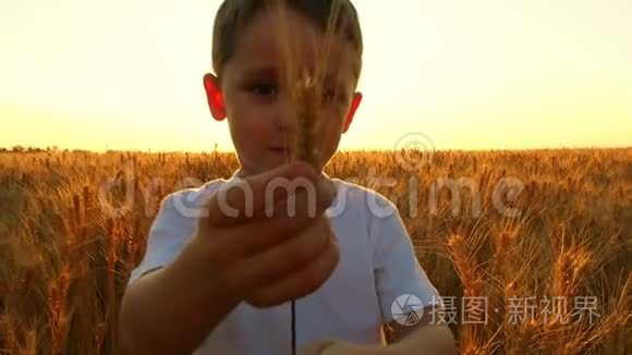 在日落的背景下，孩子在田野里拿着麦穗。 农夫`儿子收集小麦。