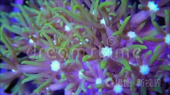 浅电流绿星保利珊瑚细节视频