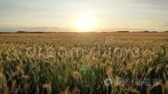 空中飞过金色麦田迎接夕阳视频