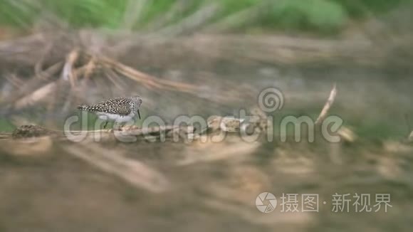 木沙漏穿过沼泽寻找食物视频