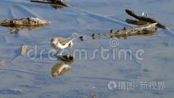 清洗法国莱蒂奇鸟类保护区的普通沙漏