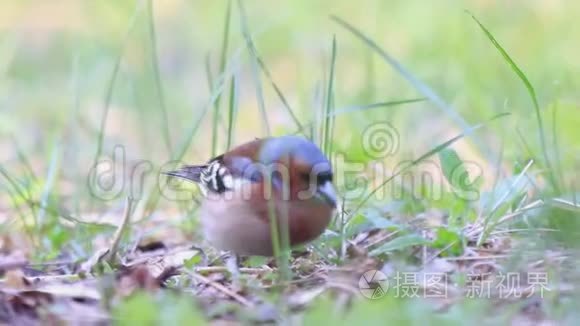 莺雀在夏草间采集食物视频