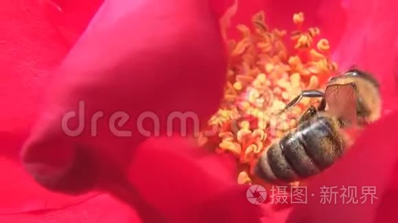 一只蜜蜂在红玫瑰花中收集花粉