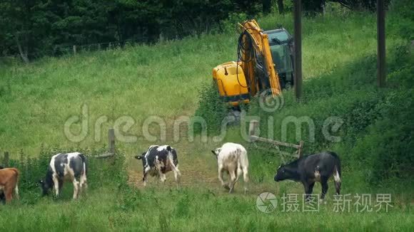 夏天奶牛在田里走来走去视频