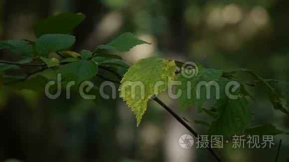 特写镜头。 绿叶。 树叶在薄薄的黑树枝上，在模糊的绿色草坪上微微颤抖。