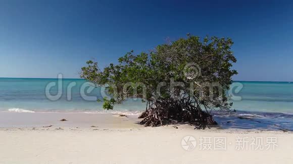 海滩上的美国经典汽车视频