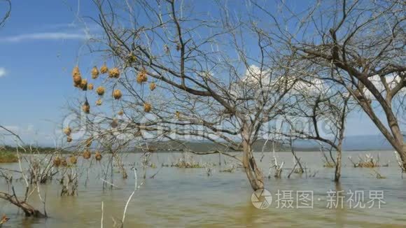 肯尼亚巴林戈湖的织女鸟巢美景视频