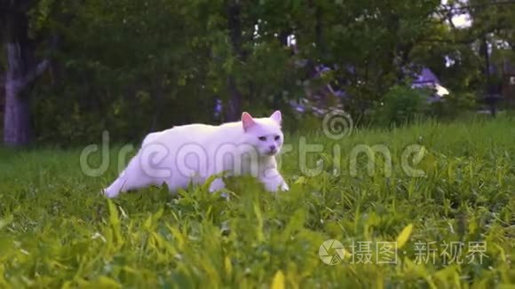 白猫走在绿草上