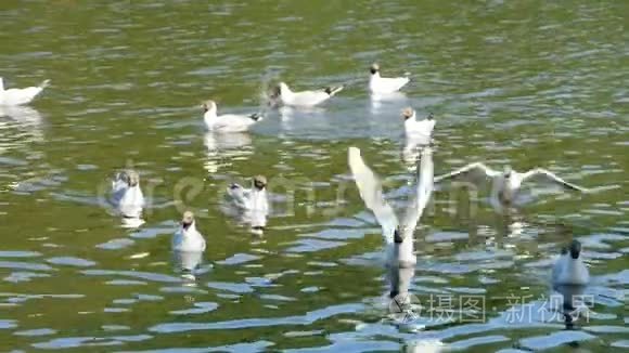 海鸥展翅飞翔视频