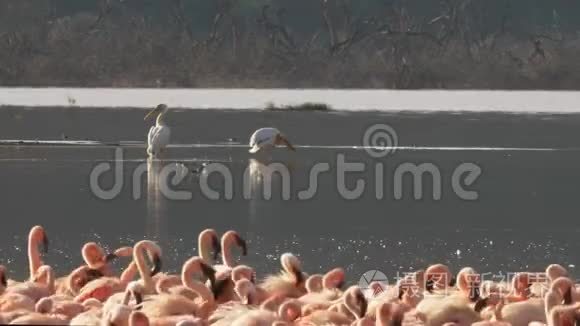 肯尼亚博戈里亚湖的小火烈鸟和视频