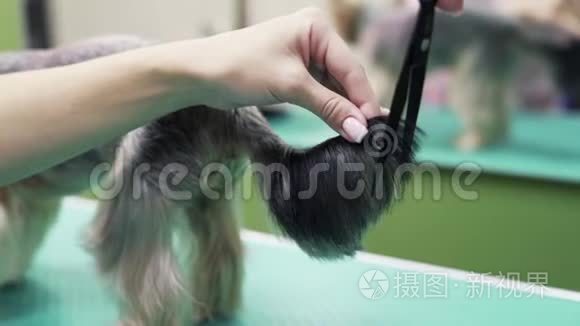 整理者用剪刀将头发剪在小狗的尾巴上。 动物护理