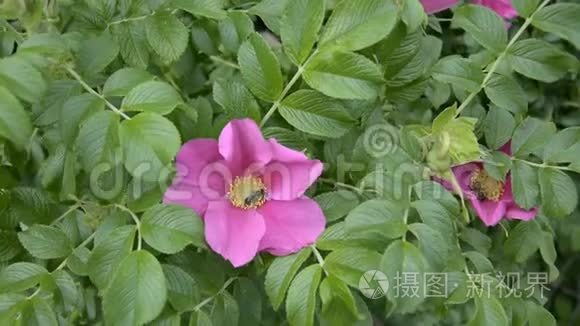 野玫瑰花和蜜蜂采蜜视频