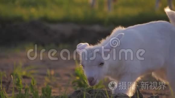 草地上的白山羊。 羊奶和家畜养殖的概念..