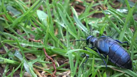 欧洲油甲虫在春天露水的草中mp44K视频素材