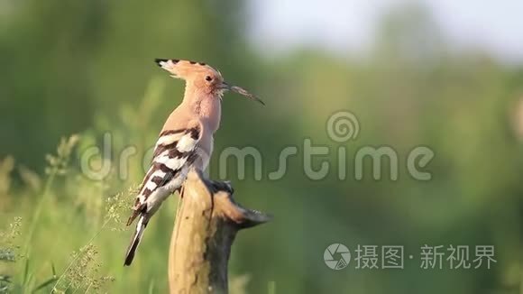 坐在干枯的树桩上唱着晴天的歌视频