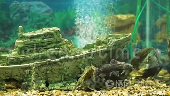 有装饰的水族馆和猫科动物群视频