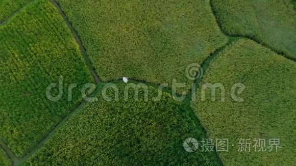 空中拍摄农民携带袋大米通过一个美丽的稻田。 大米脱粒.. 前往巴厘概念