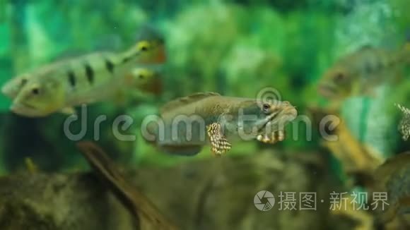 绿色植物淡水水族馆与鱼视频