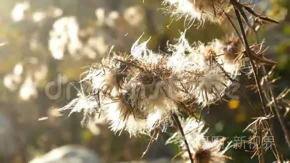 植物蜘蛛田太阳视频