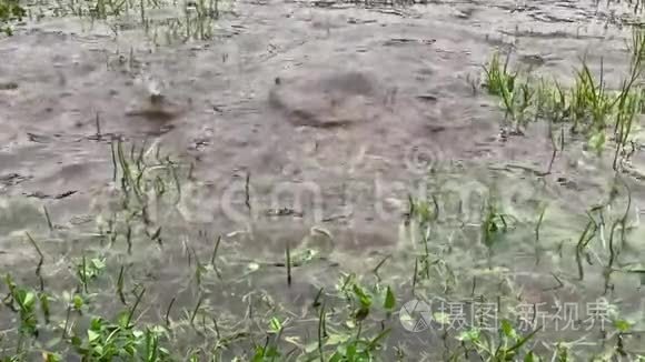 小草在水中落下雨滴慢动作视频