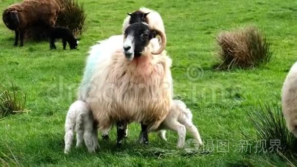 可爱的小羊从母羊那里视频