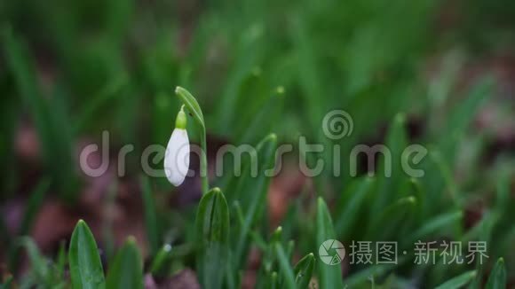 冬天公园里的雪花视频