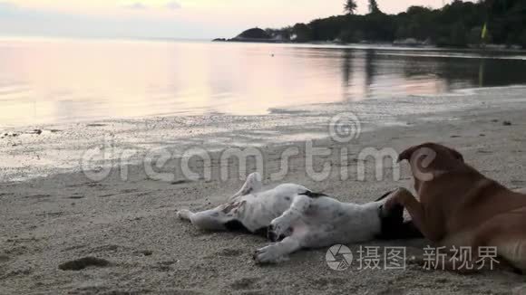 两只可爱的顽皮狗在海滩上玩耍。