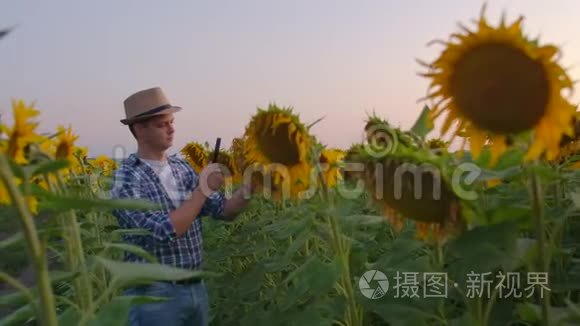 夏日傍晚向日葵花田上的年轻人