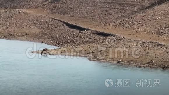 西班牙塔格斯河附近的几只母鹿视频