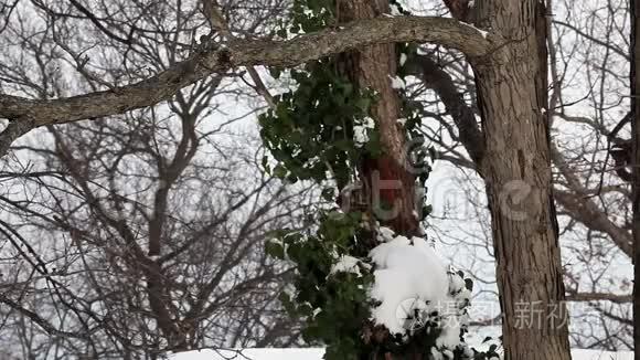 松树上的雪视频
