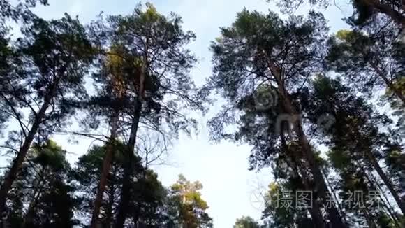 秋天森林里的天空视频