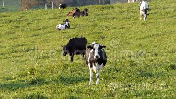 荷斯坦牛站在田野里视频