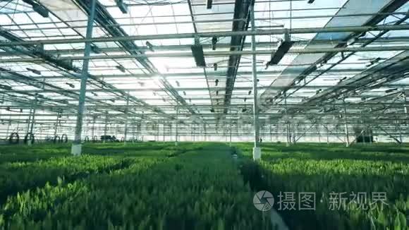 许多郁金香花在温室里栽培，成排生长。